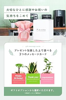 Amazon｜東京寿園 カポック シェフレラ 観葉植物 本物 ミニ 土を